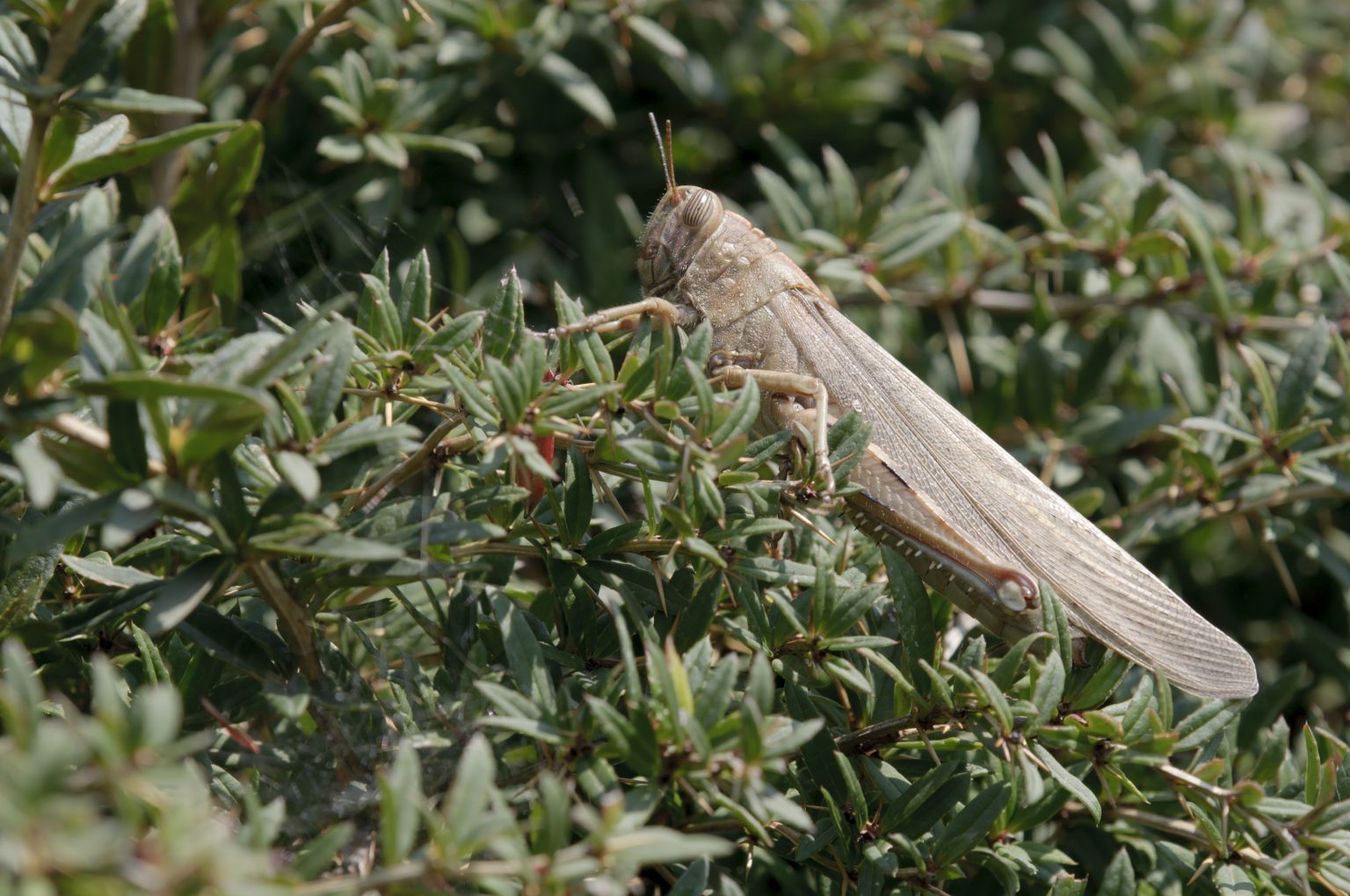Locusts swarm East Africa how they affect food security Farmer Proud