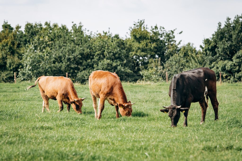 What Is Rotational Deferred Grazing