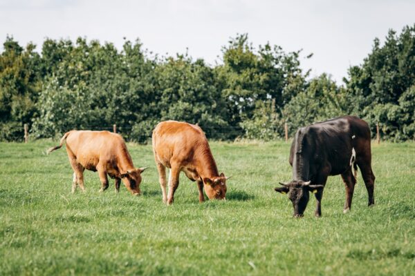 what-is-rotational-grazing-why-it-s-the-healthy-choice-farmer-proud